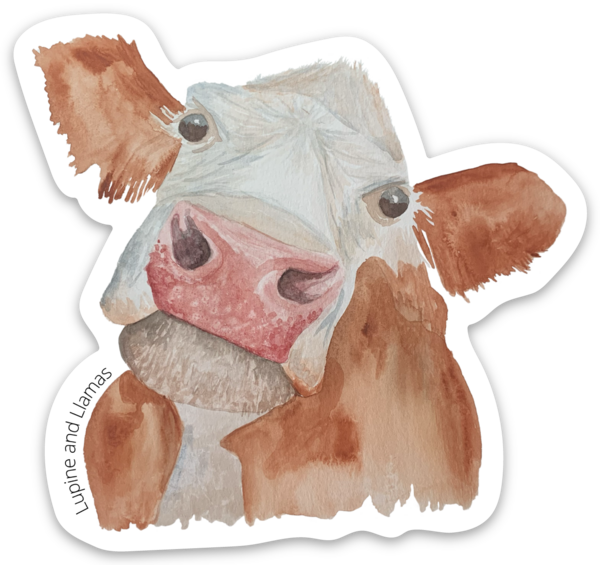 🐮Curious Cow🐮 - Sticker